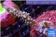 Acropora green purple 3-5 cm WYSIWYG acclimaté