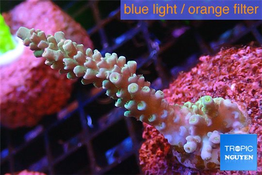 Acropora green purple 3-5 cm WYSIWYG acclimaté