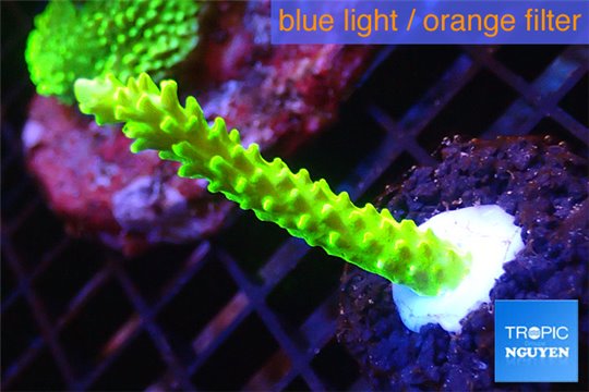 Acropora neon green 3-5 cm WYSIWYG acclimaté