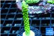 Acropora neon green 3-5 cm WYSIWYG acclimaté