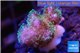 Pocillopora damicornis pink tip 1-2 cm WYSIWYG acclimaté