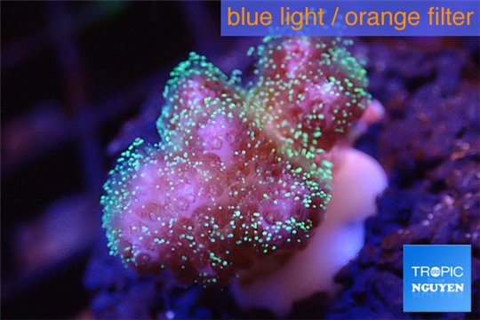 Pocillopora damicornis pink tip 1-2 cm WYSIWYG acclimaté