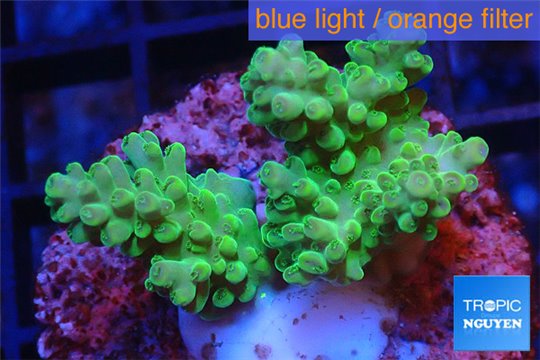 Acropora green gold Australia 3-4 cm WYSIWYG acclimaté