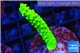 Acropora neon green 3-5 cm WYSIWYG acclimaté