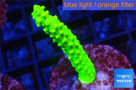 Acropora neon green 3-5 cm WYSIWYG acclimaté