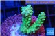 Acropora green gold Australia 3-4 cm WYSIWYG acclimaté