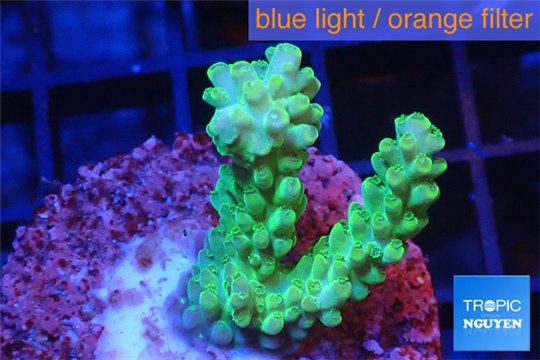 Acropora green gold Australia 3-4 cm WYSIWYG acclimaté