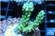 Acropora green gold Australia 3-4 cm WYSIWYG acclimaté