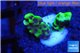 Montipora green & purple polyps 1-2 cm WYSIWYG acclimaté