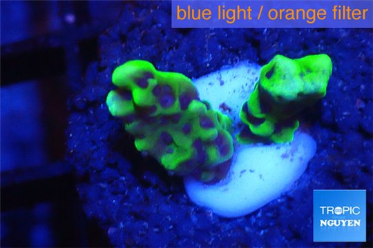 Montipora green & purple polyps 1-2 cm WYSIWYG acclimaté