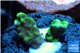 Montipora green & purple polyps 1-2 cm WYSIWYG acclimaté