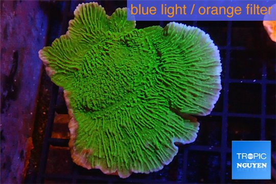 Montipora capricornis green 4-6 cm WYSIWYG acclimaté