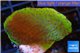 Montipora purple blue polyps Fijii 3-4 cm WYSIWYG acclimaté