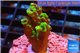 Montipora green & purple polyps 3 cm WYSIWYG acclimaté