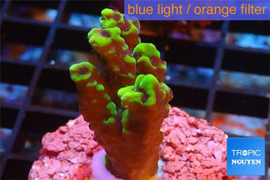 Montipora green & purple polyps 3 cm WYSIWYG acclimaté