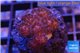 Pocillopora damicornis 2-3 cm WYSIWYG acclimaté