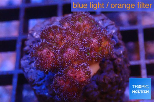 Pocillopora damicornis 2-3 cm WYSIWYG acclimaté