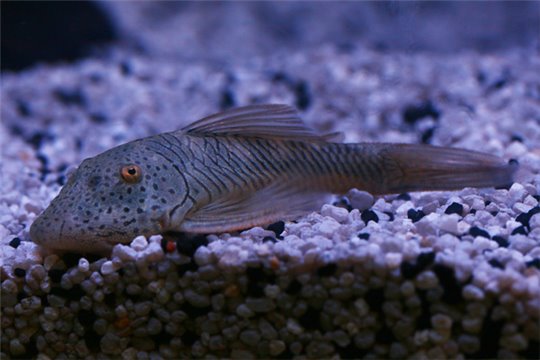 Chaetostoma thomasi 4-5 cm