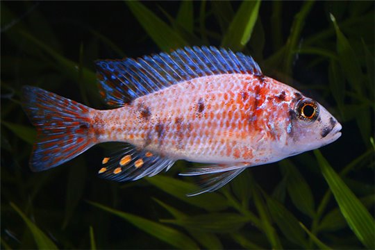 Aulonocara calico fire red 6-8 cm