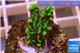 Montipora green & purple polyps 2-3 cm WYSIWYG acclimaté