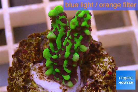 Montipora green & purple polyps 2-3 cm WYSIWYG acclimaté