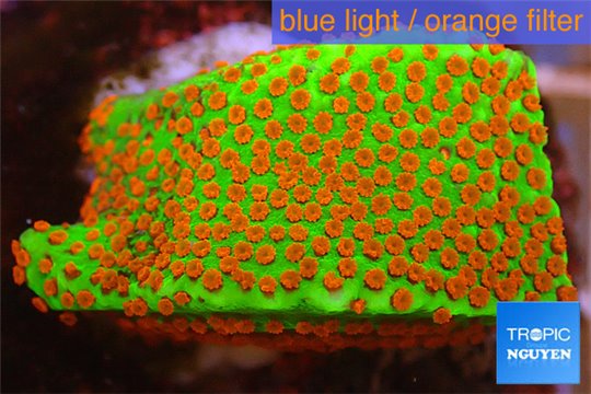 Montipora sunrise 3-4 cm WYSIWYG acclimaté