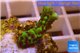 Montipora green & purple polyps 1-3 cm WYSIWYG acclimaté