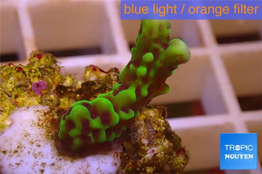 Montipora green & purple polyps 1-3 cm WYSIWYG acclimaté