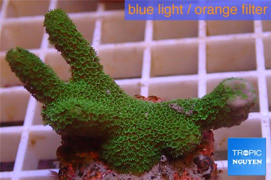 Montipora digitata green 3-4 cm WYSIWYG acclimaté