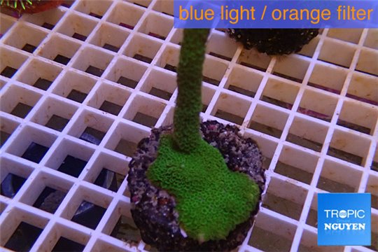 Montipora digitata green 3-4 cm WYSIWYG acclimaté