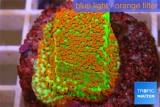 Montipora sunrise 3-4 cm WYSIWYG acclimaté