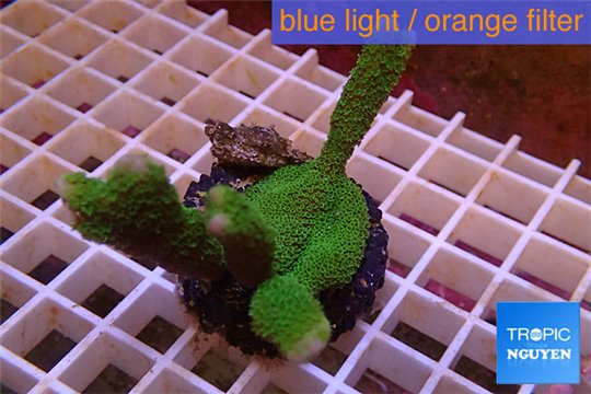 Montipora digitata green 3-5 cm WYSIWYG acclimaté