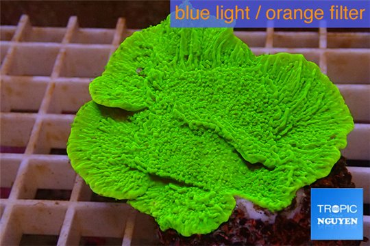 Montipora green plate 4-6 cm WYSIWYG acclimaté