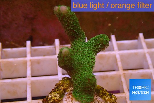 Montipora digitata green 3-4 cm WYSIWYG acclimaté