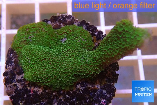 Montipora digitata green 2-4 cm WYSIWYG acclimaté