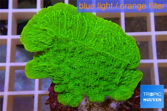 Montipora green plate 3-5 cm WYSIWYG acclimaté