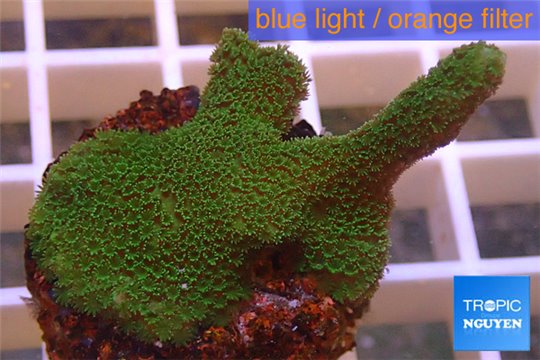 Montipora digitata green 3-4 cm WYSIWYG acclimaté