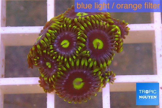 Zoanthus green blue magician premium 7-10 polyps WYSIWYG acclimaté