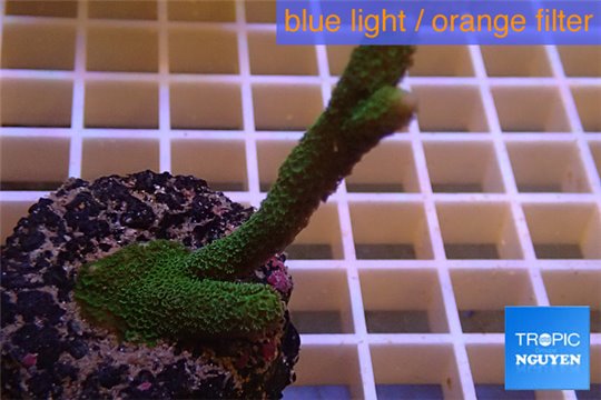 Montipora digitata green 4-6 cm WYSIWYG acclimaté