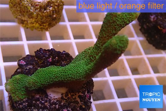 Montipora digitata green 4-6 cm WYSIWYG acclimaté