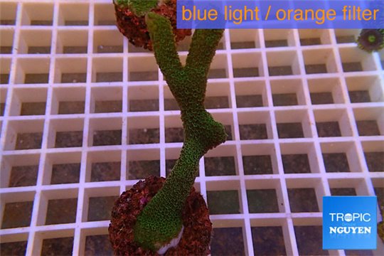 Montipora digitata green 4-6 cm WYSIWYG acclimaté