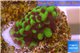 Montipora green & purple polyps 1-2 cm WYSIWYG acclimaté