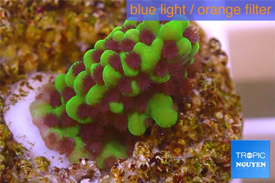 Montipora green & purple polyps 1-2 cm WYSIWYG acclimaté