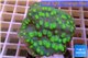 Echinopora lamellosa green spot 4-6 cm WYSIWYG acclimaté