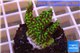 Montipora green & purple polyps 2-3 cm WYSIWYG acclimaté