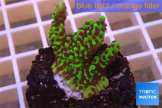 Montipora green & purple polyps 2-3 cm WYSIWYG acclimaté