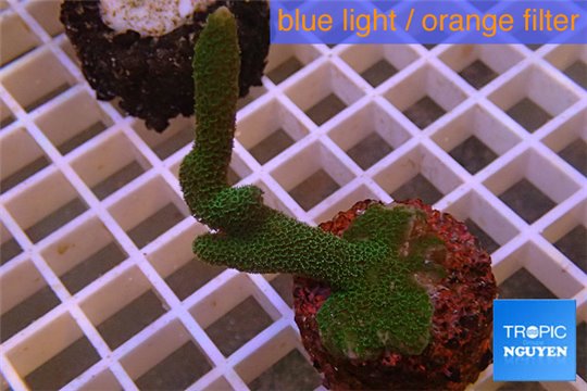 Montipora digitata green 4-6 cm WYSIWYG acclimaté