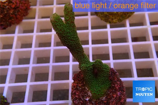 Montipora digitata green 4-6 cm WYSIWYG acclimaté