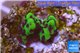 Montipora green & purple polyps 1-2 cm WYSIWYG acclimaté