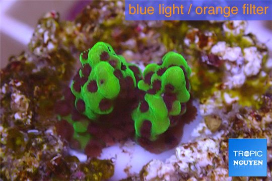 Montipora green & purple polyps 1-2 cm WYSIWYG acclimaté